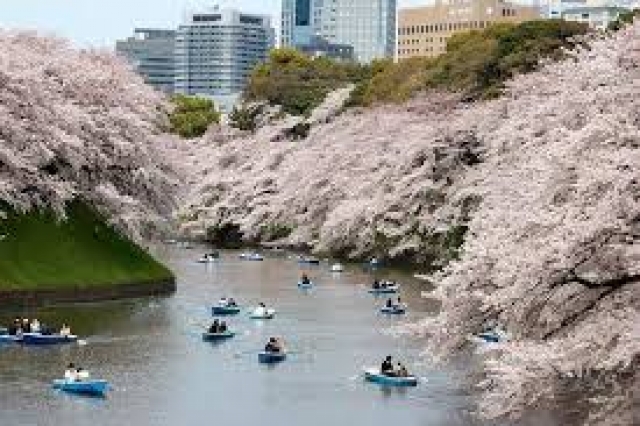Cherry blossom season - Japan