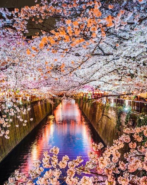 Top Cherry Blossom Spots in Japan | Travelex